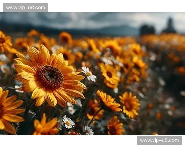 铁穹与废墟上的向日葵：以色列与乌克兰，谁才是极境生存的最终剧本？